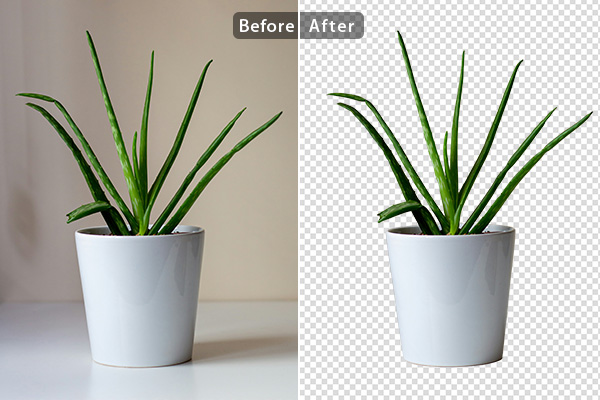 Background Removal – Houseplant
